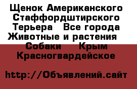 Щенок Американского Стаффордштирского Терьера - Все города Животные и растения » Собаки   . Крым,Красногвардейское